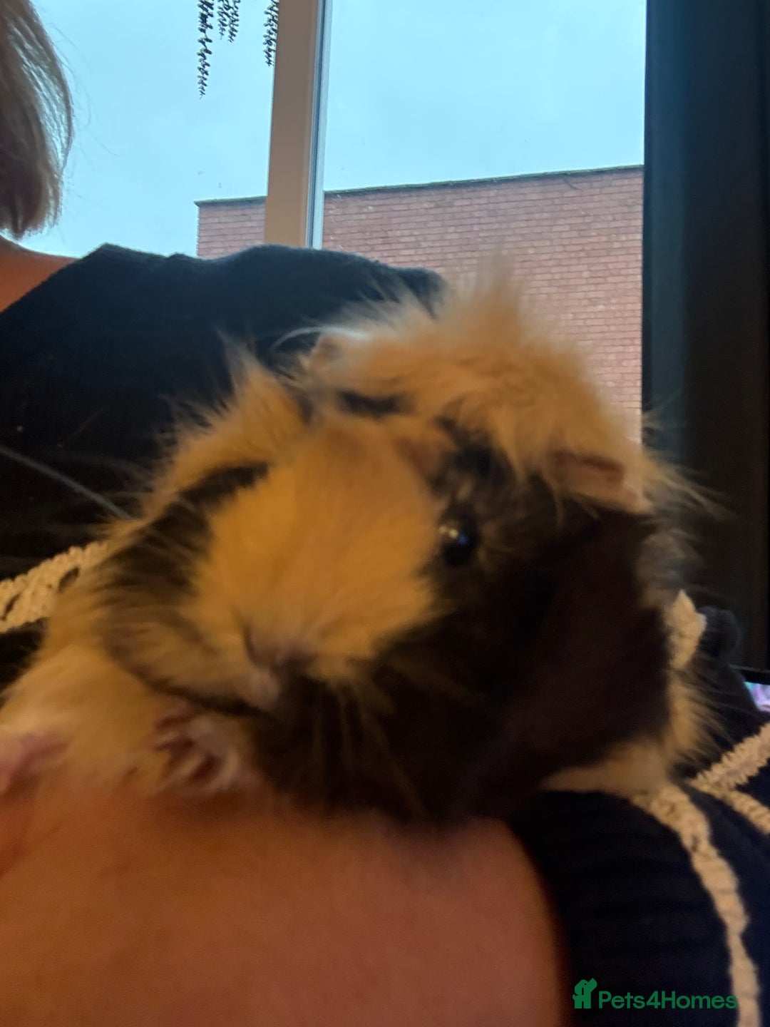 Guinea Pig rodents for sale: Beautiful guinea pig girls - Advert 5