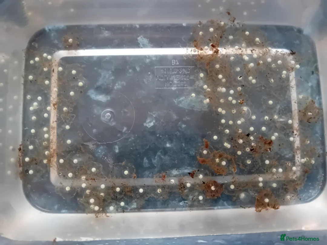 Axolotl reptiles for sale: Axolotl Eggs Available - please read first - Advert 2