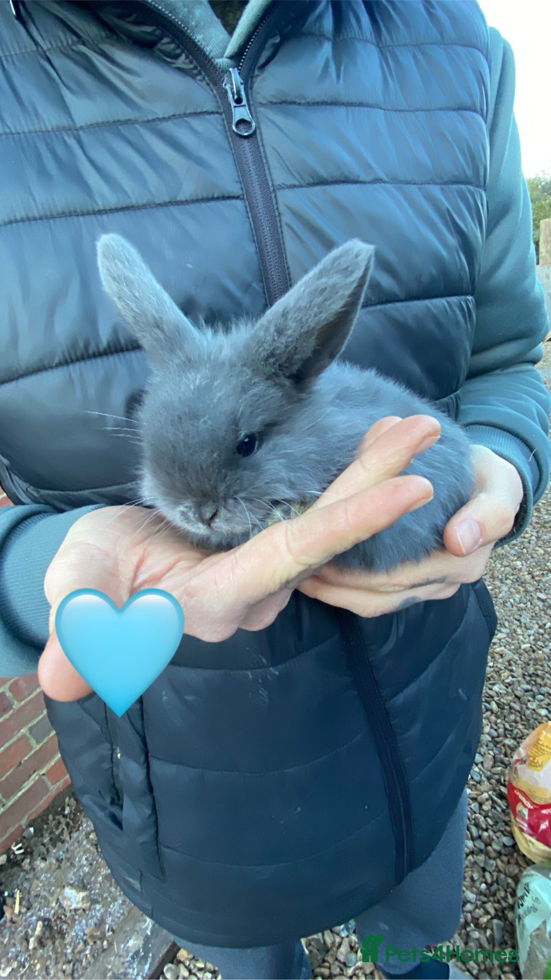 Mini Lop rabbits for sale: 🩵 blue mini lops 🩵 - Advert 1