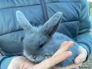 Mini Lop rabbits 🩵 blue mini lops 🩵 - Advert 2