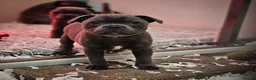 Staffordshire Bull Terrier dogs for stud: THE FAMOUS JOEY! Heavily Health-Tested Blue Stud!  - Advert 11