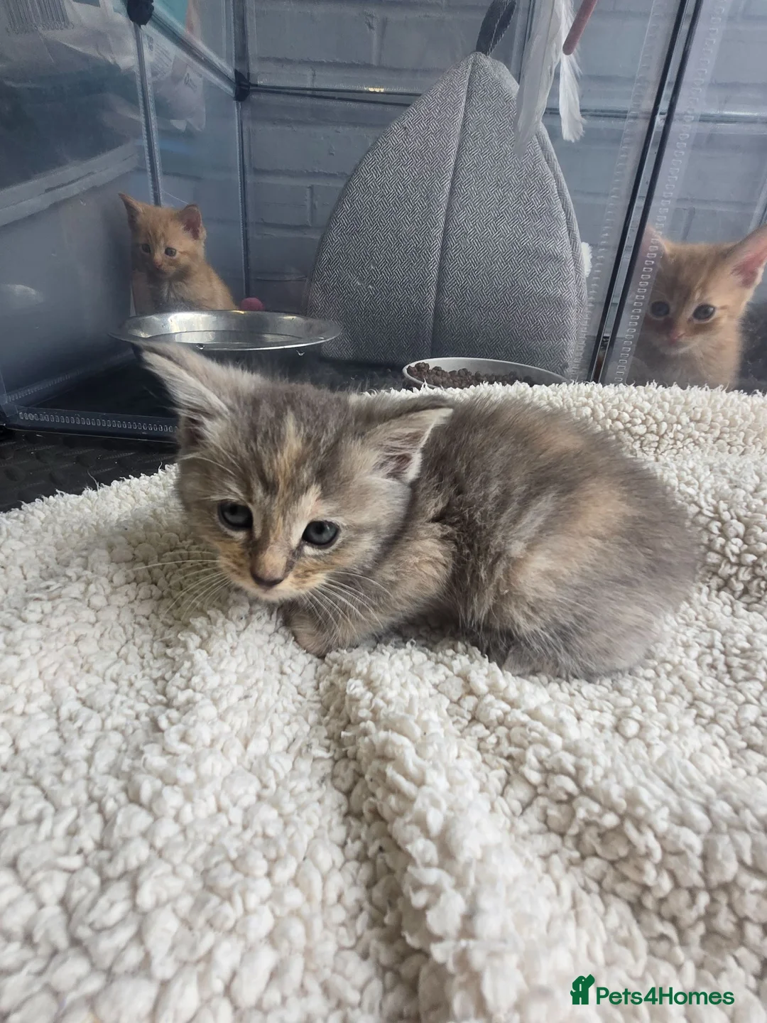 Mixed Breed cats for sale: Beautiful mixed breed kittens  in Burton-on-Trent - Advert 2