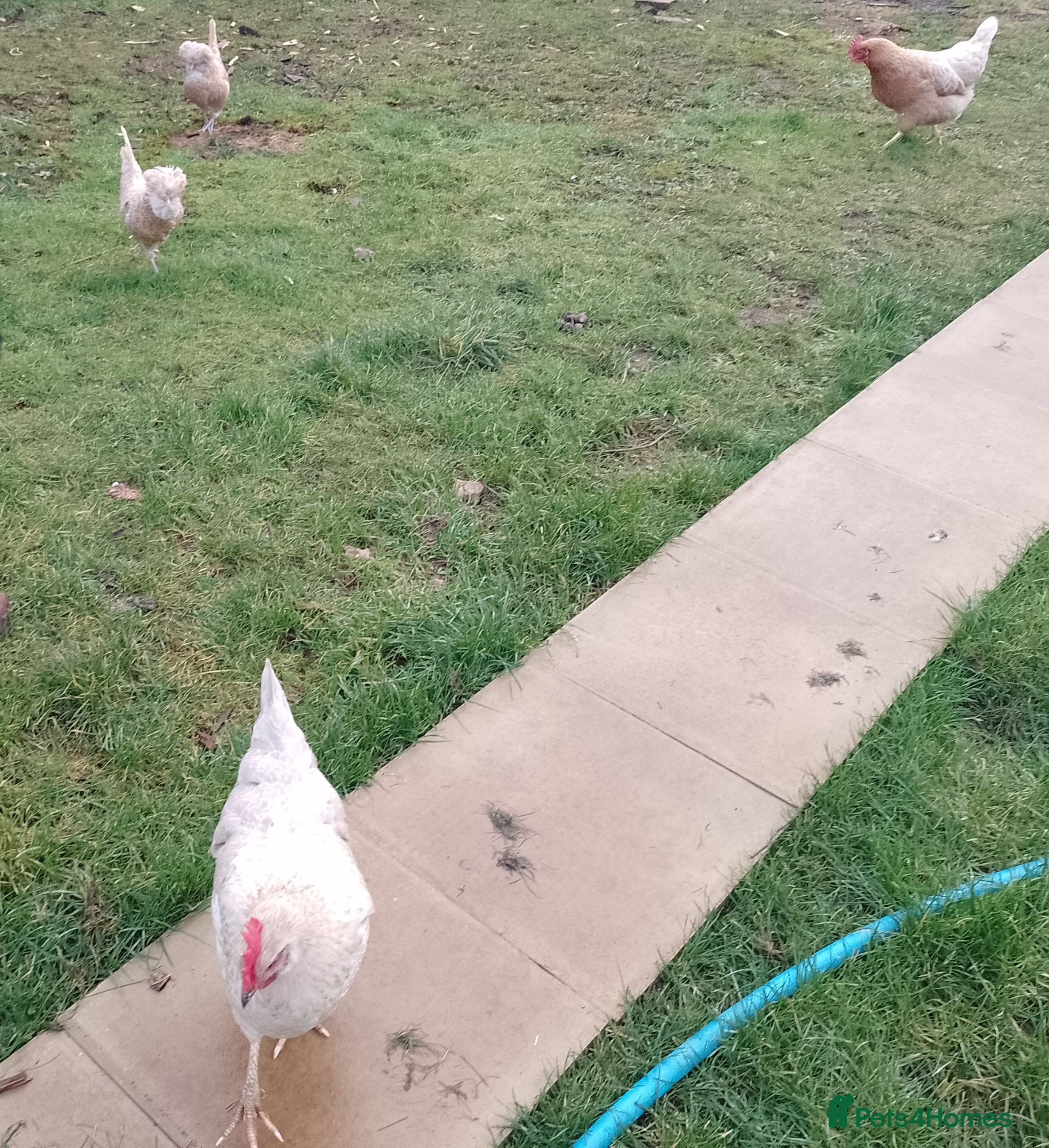 Chickens poultry Free to good home in Radstock - Advert 2