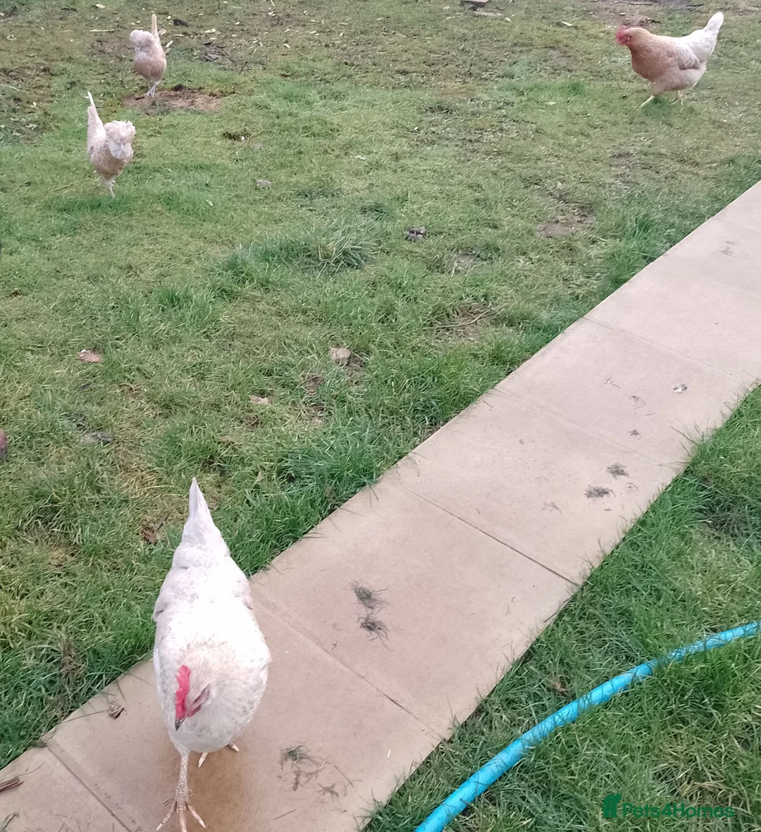 Chickens poultry for sale: Free to good home in Radstock - Advert 1