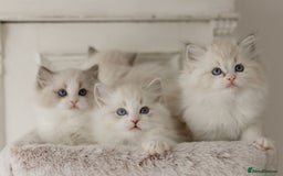 Ragdoll cats for sale: Amazing Ragdoll kittens - Image 12