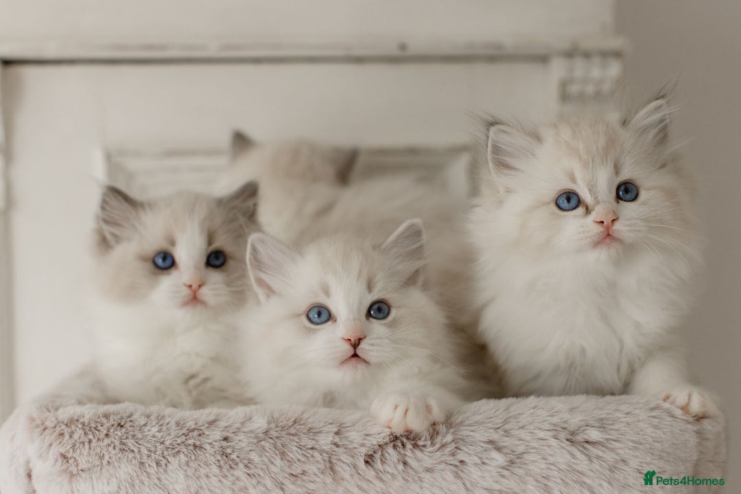 Ragdoll cats for sale: Amazing Ragdoll kittens - Image 12