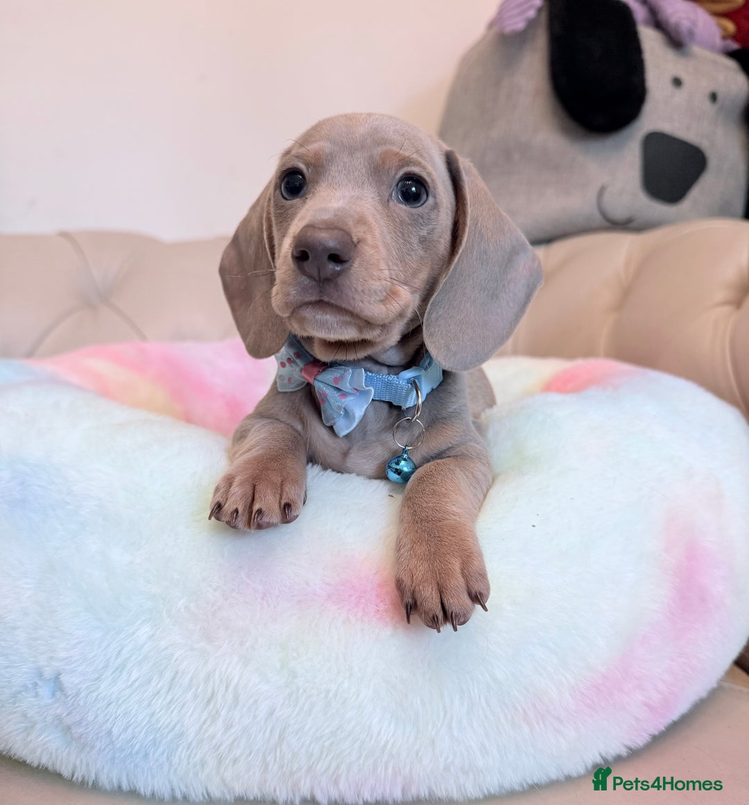 Miniature Dachshund dogs for sale: Miniature Dachshund 5 Star ⭐ Licensed Breeder - Image 19