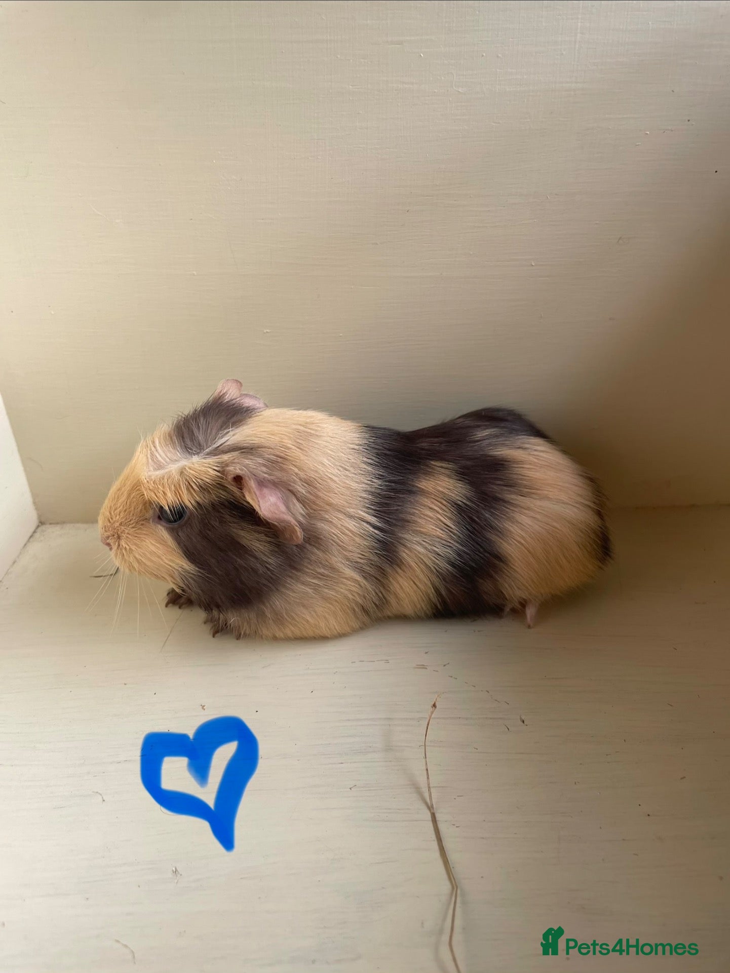 Guinea Pig rodents for sale: Baby boys and girl Guineas’s pigs.  - Advert 6