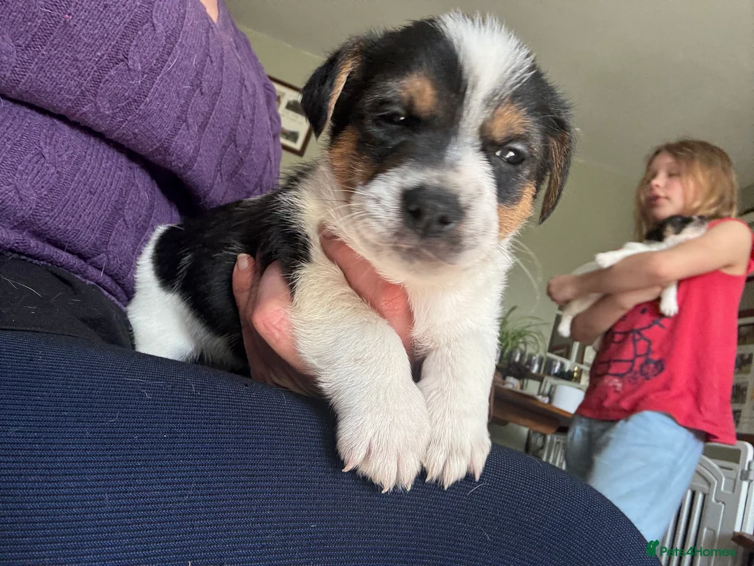 Jack Russell dogs for sale: Gorgeous working traditional Jacks - readu - Advert 2