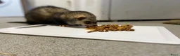 Ferret rodents for sale: Male Ferret - Rocket  - Advert 2