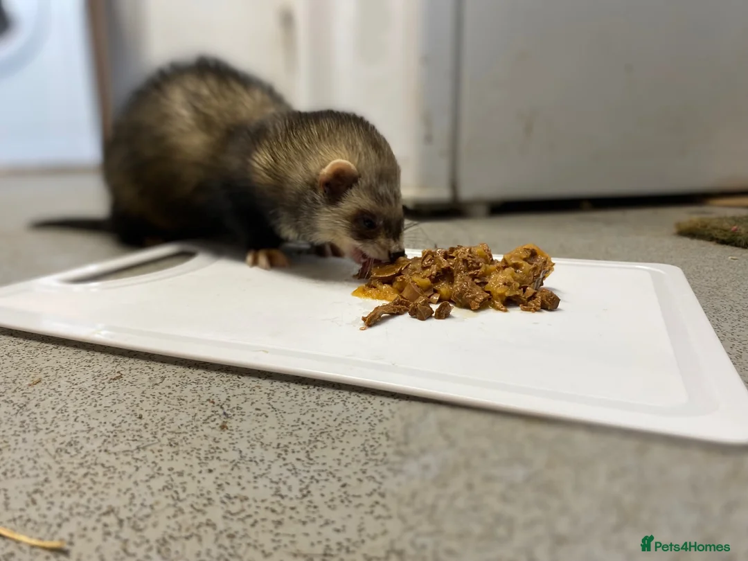 Ferret rodents for sale: Male Ferret - Rocket  - Advert 2