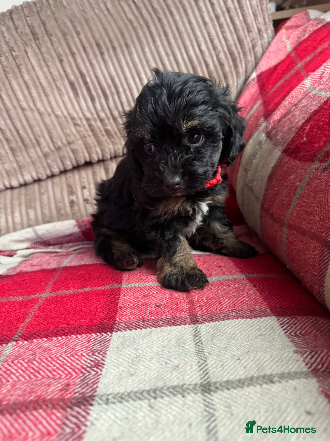 Mixed Breed dogs for sale: 7 Spinger cross Shihpoo puppies - Advert 6