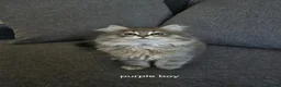 Siberian cats for sale: Lovely grey Siberians. - Advert 10