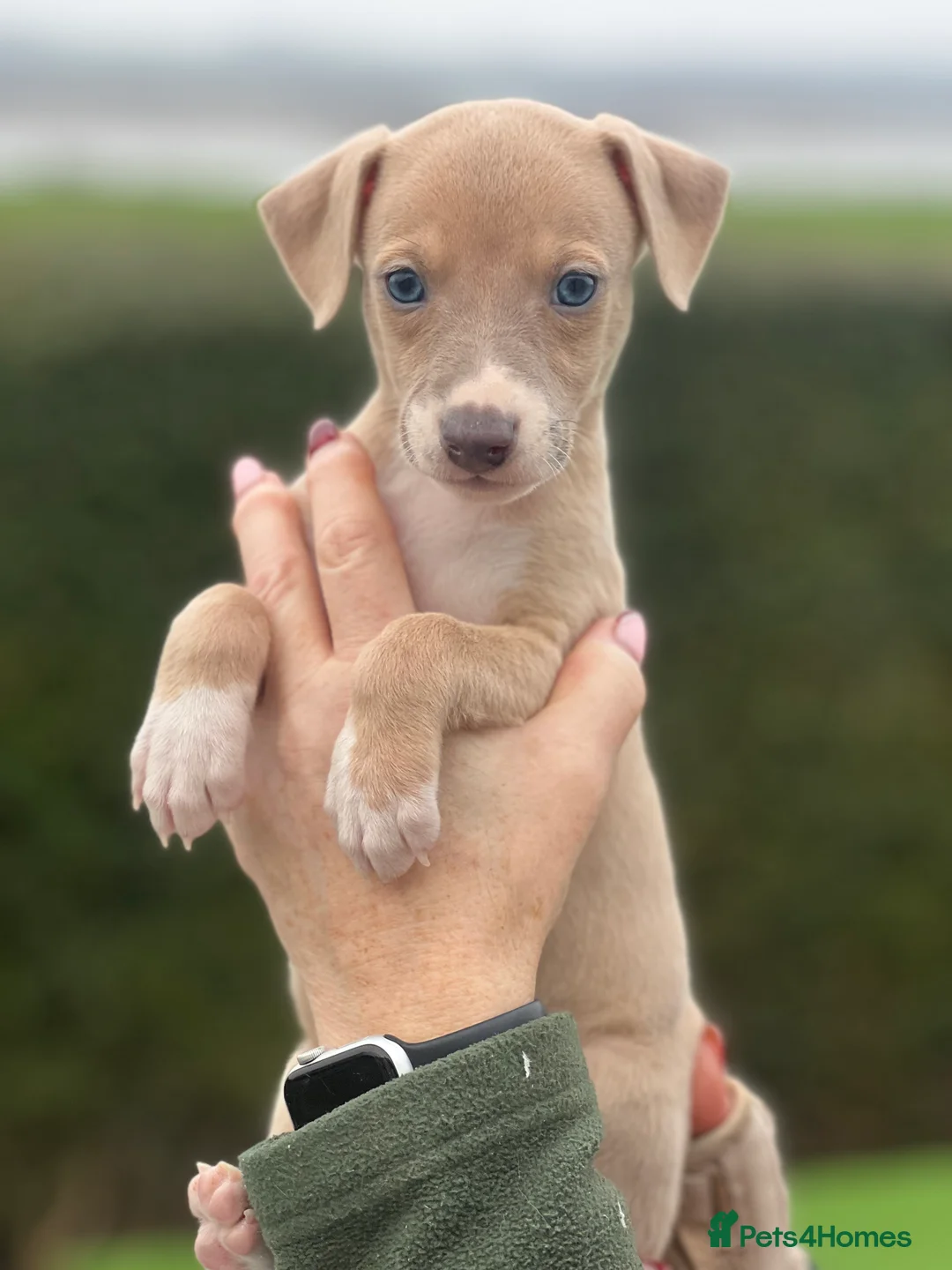 Whippet dogs for sale: Top Quality Whippet Puppies  - Advert 5