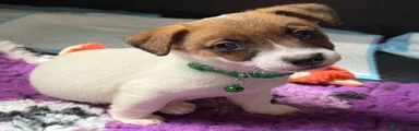 Green Collar