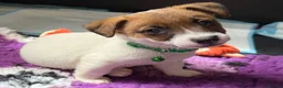 Jack Russell dogs for sale: Bred From Health Tested Parents - Advert 11
