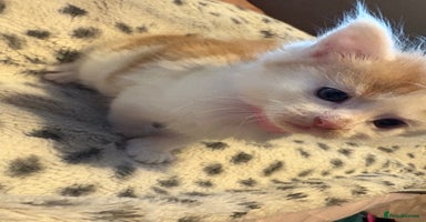 Mixed Breed cats - Advert 10