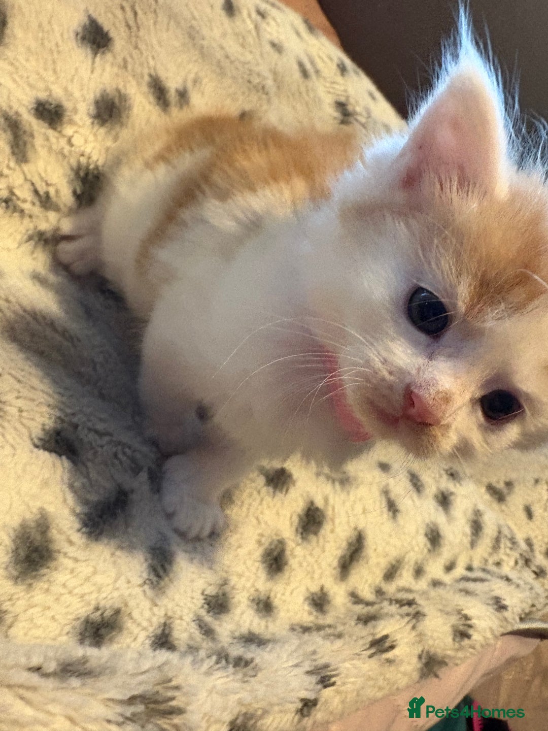 Mixed Breed cats for sale: Kittens for sale  - Image 3