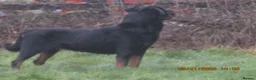 Rottweiler dogs for sale: rottweiler xbreeding bitch - Advert 4