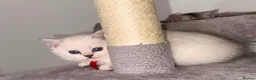 Ragdoll cats for sale: Beautiful Ragdoll Kittens 🐾 1 Boy & 2 Girls - Advert 6