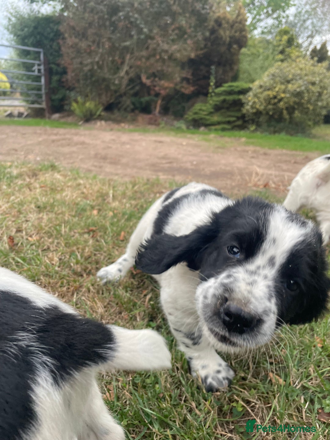 Sprocker dogs for sale: 5x gorgeous sprocker spaniel puppies for sale - Image 12