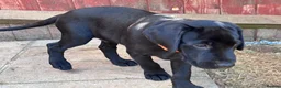 Labrador Retriever dogs for sale: Labrador Retriever KC puppies - Advert 3