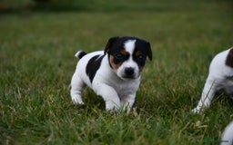 Jack Russell dogs for sale: Jack Russel puppies for sale  - Image 26