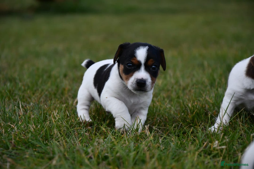 Jack Russell dogs for sale: Jack Russel puppies for sale  - Image 26