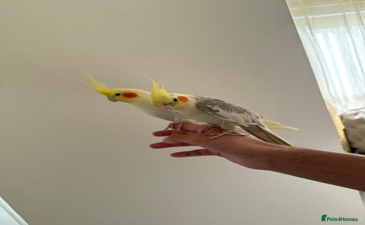 Cockatiels birds - Advert 28