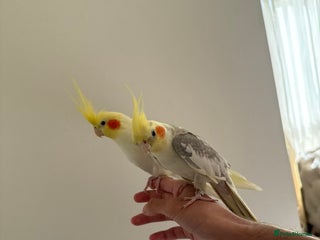 Cockatiels birds - Advert 27