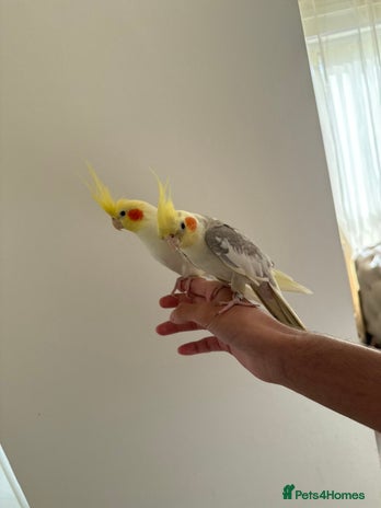 Cockatiels birds - Advert 28