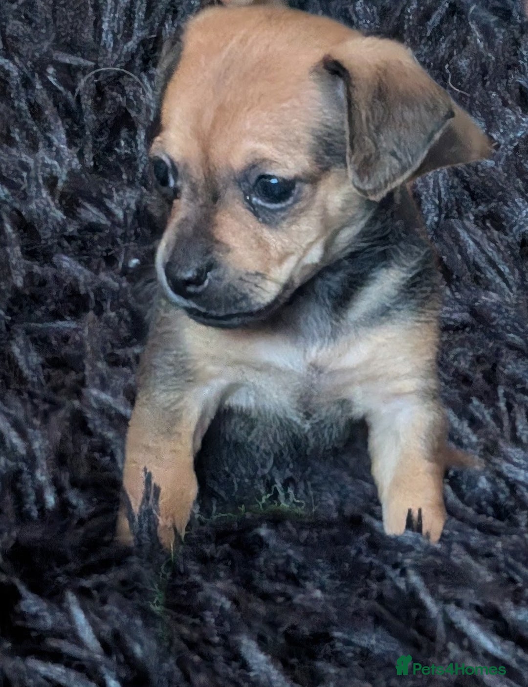 Dachshund dogs for sale: 2 puppies left  - Advert 2