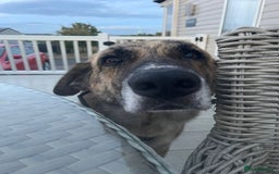 Mixed Breed dogs for adoption: 🚨 URGENT HOME NEEDED - Image 12