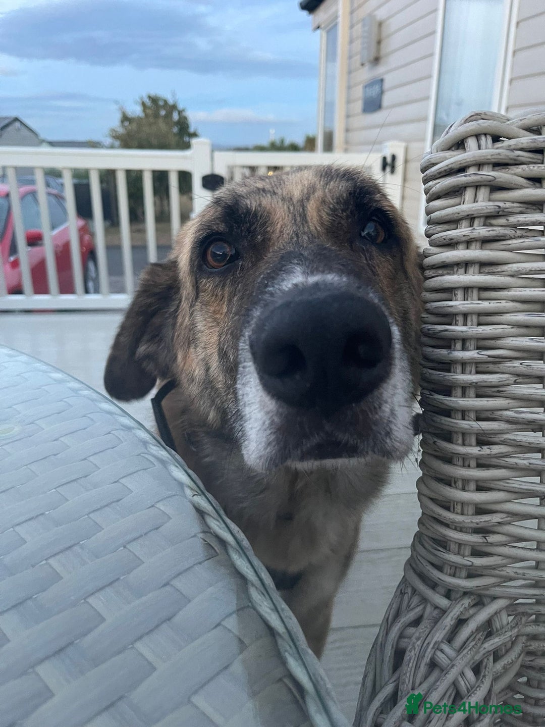 Mixed Breed dogs for adoption: 🚨 URGENT HOME NEEDED - Image 12