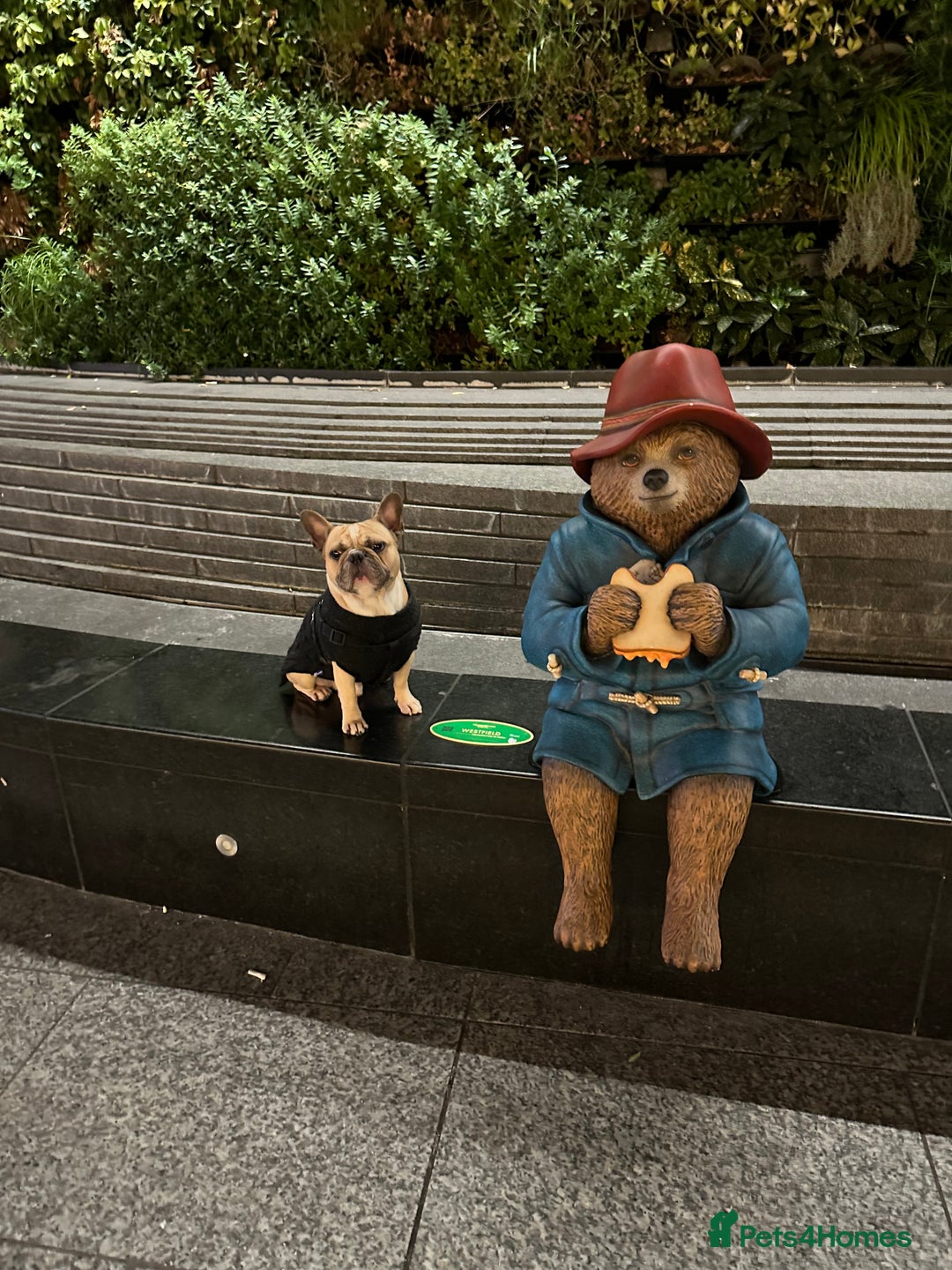 French Bulldog dogs for stud: Sperm donor - Advert 3