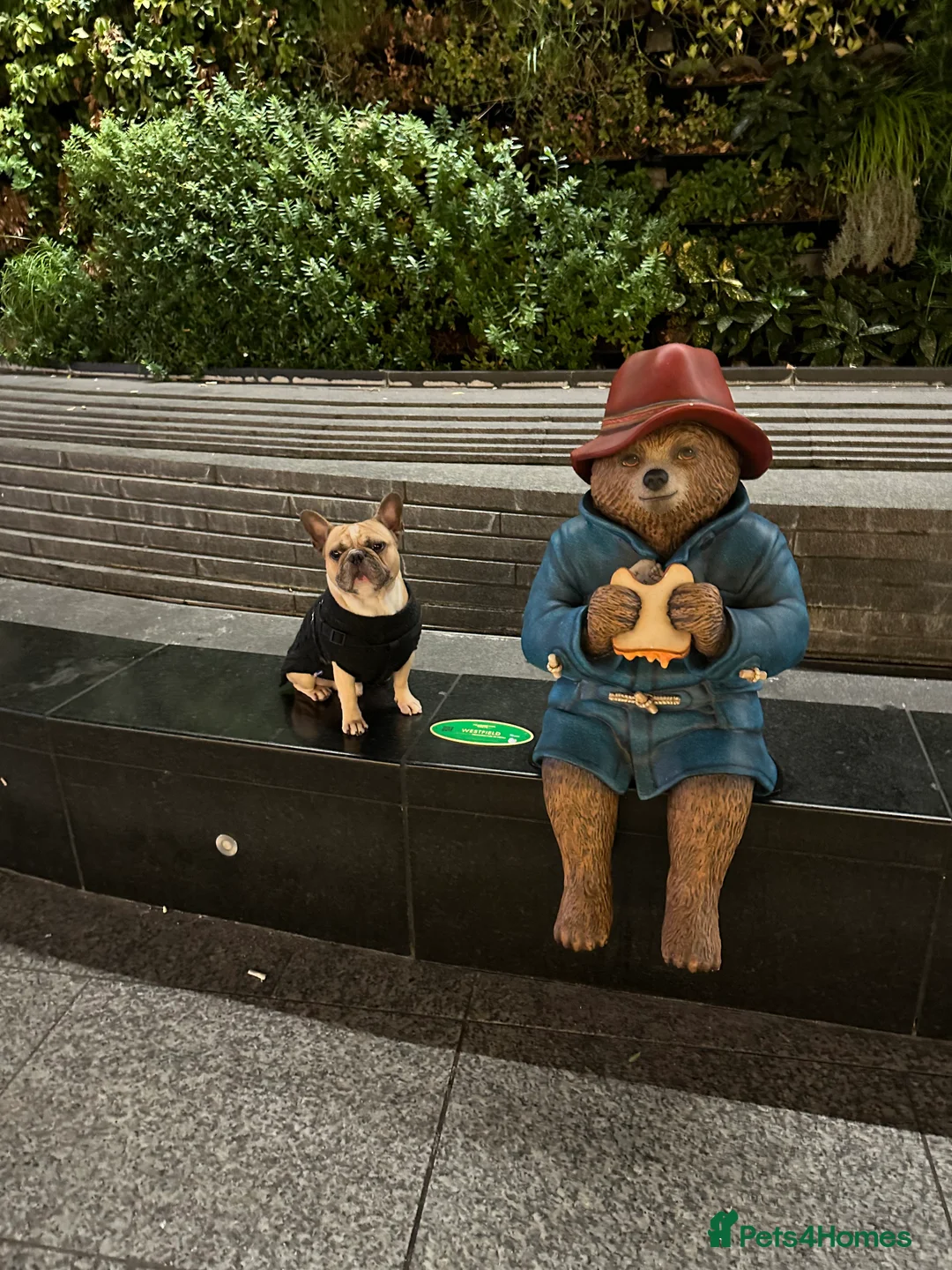 French Bulldog dogs for stud: Sperm donor - Advert 3