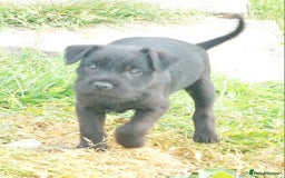 Patterdale Terrier dogs for sale: Well socialised Patterdales For Sale,ready now. - Image 8