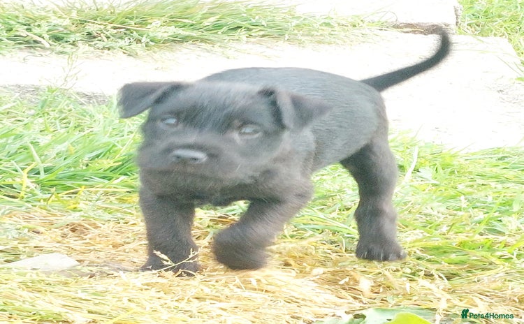 Patterdale Terrier dogs - Advert 1