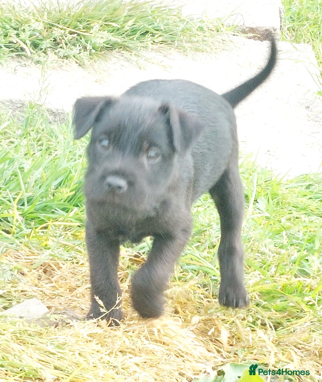 Patterdale Terrier dogs for sale: Well socialised Patterdales For Sale,ready now. - Image 8