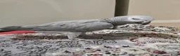 Parrots birds for sale: African Grey Parrot  - Advert 2
