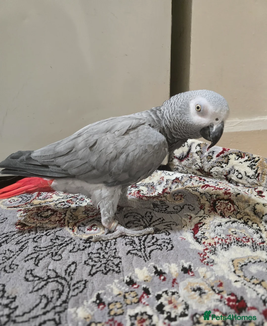 Parrots birds for sale: African Grey Parrot  - Advert 2