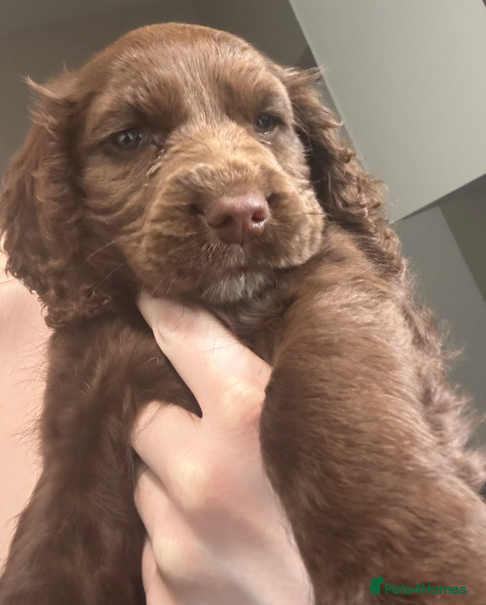 Cocker Spaniel dogs Cocker Spaniel  - Advert 1