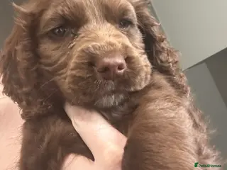 Cocker Spaniel dogs Cocker Spaniel - Advert 1