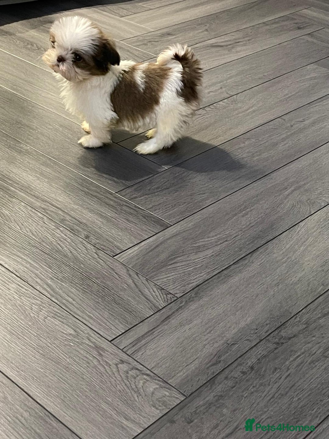 Shih Tzu dogs for sale: Orange and white imperial shih tzu - Advert 5