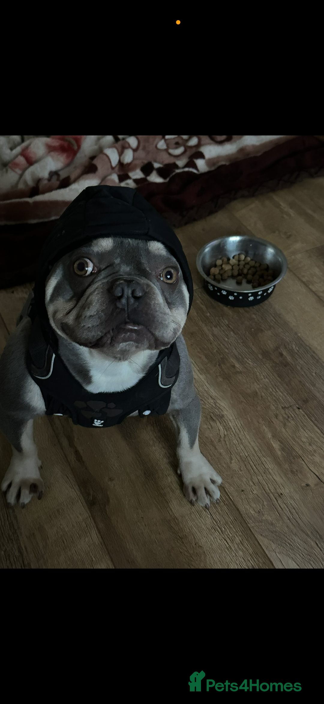 French Bulldog dogs for sale: French bulldog “fluffy” - Advert 19