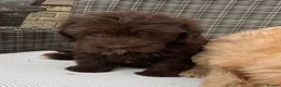 Labradoodle dogs for sale: Gorgeous puppies for sale!  - Advert 4