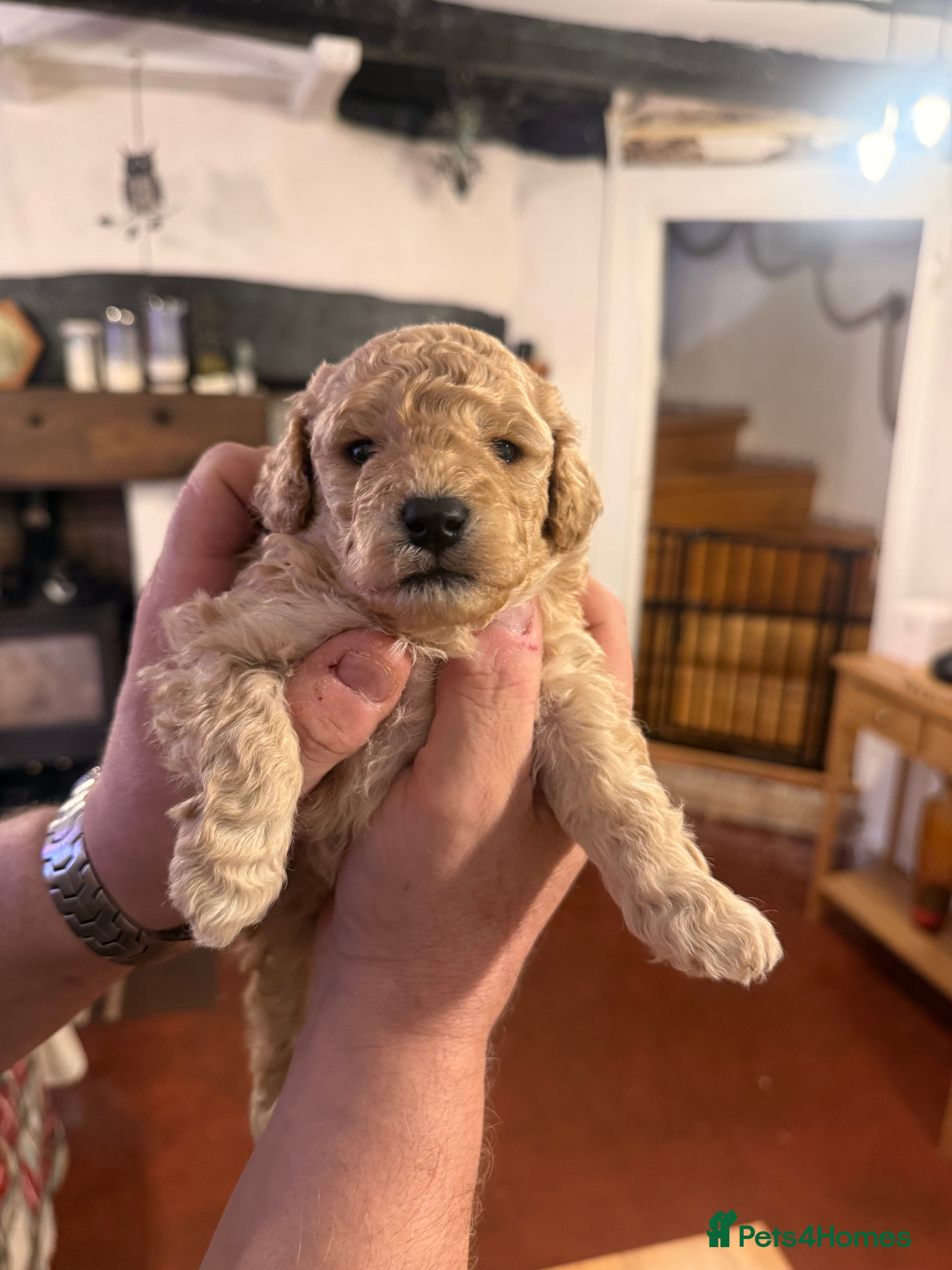 Toy Poodle dogs Gorgeous Toy Poodle Puppies  - Advert 1