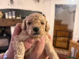 Toy Poodle dogs Gorgeous Toy Poodle Puppies - Advert 1