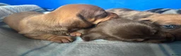 Dachshund dogs for sale: Miniature dachshund - Advert 8