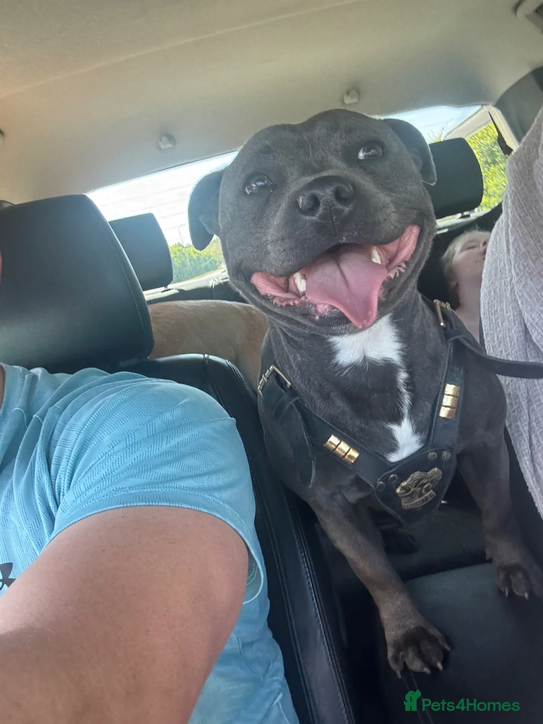 Staffordshire Bull Terrier dogs for stud: *** BLUE STAFFY FOR STUD *** - Advert 2